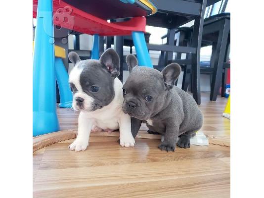 PoulaTo: Γαλλικο μπουλντογκ - French bulldog